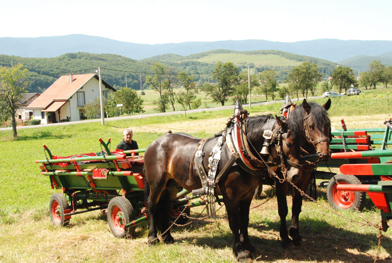 Stipanja 2011.