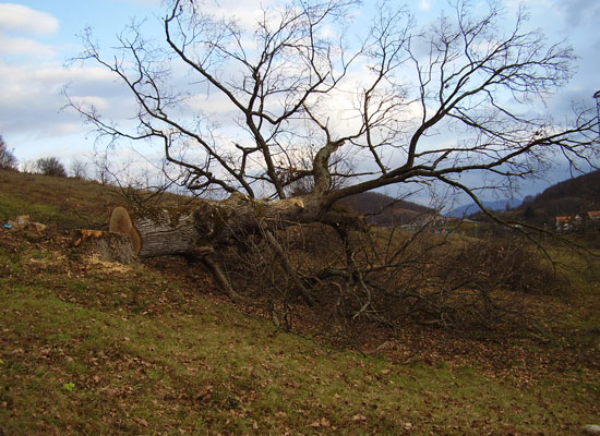 Dokle će se oko nas svađat' susjedi i rugat' nam se naši dušmani? Bože nad Vojskama, obnovi nas, razvedri lice svoje i spasi nas! (Ps 80,7-8)