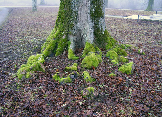 Ne budite nejačad kojom se valovi poigravaju i koje goni svaki vjetar nauka u ovom kockanju ljudskom, u lukavosti što put krči zabludi! (v. Ef 4,14)