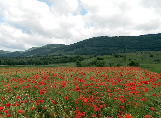 Pošto je Isus bio uzet na nebo, vratiše se u Jeruzalem s brda zvanoga Maslinsko, koje je blizu Jeruzalema, udaljeno jedan subotnji hod. I pošto uđu u grad, uspnu se u gornju sobu gdje su boravili: Petar i Ivan i Jakov i Andrija, Filip i Toma, Bartolomej i Matej, Jakov Alfejev i Šimun Revnitelj i Juda Jakovljev - svi oni bijahu jednodušno postojani u molitvi sa ženama, i Marijom, majkom Isusovom, i braćom njegovom.

(Djela apostolska 1,12-14)